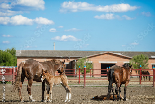 horse farm, horse ranch, riding school