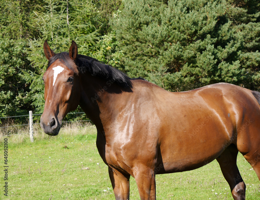 Side view of horse standing on grassy field Side view of horse standing on grassy field