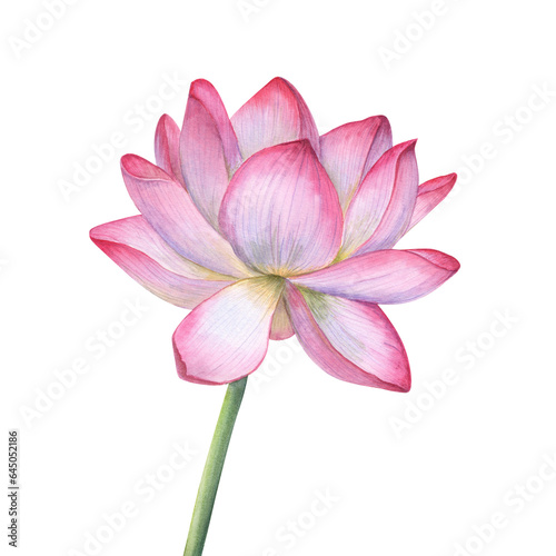 Pink Lotus flower with green stem. Delicate blooming Water Lily, Indian Lotus, Sacred Lotus. Watercolor illustration for wedding design, yoga or spa center, poster, cards, greeting, logo, label