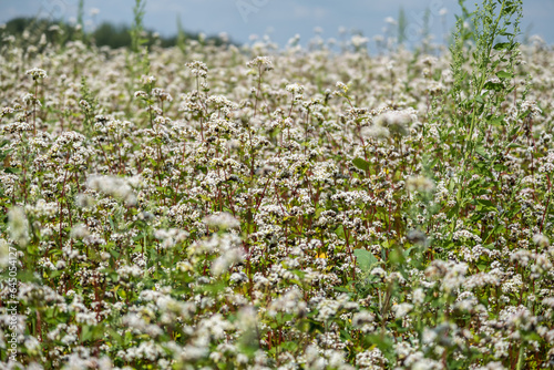 field of white buckwheat flowers