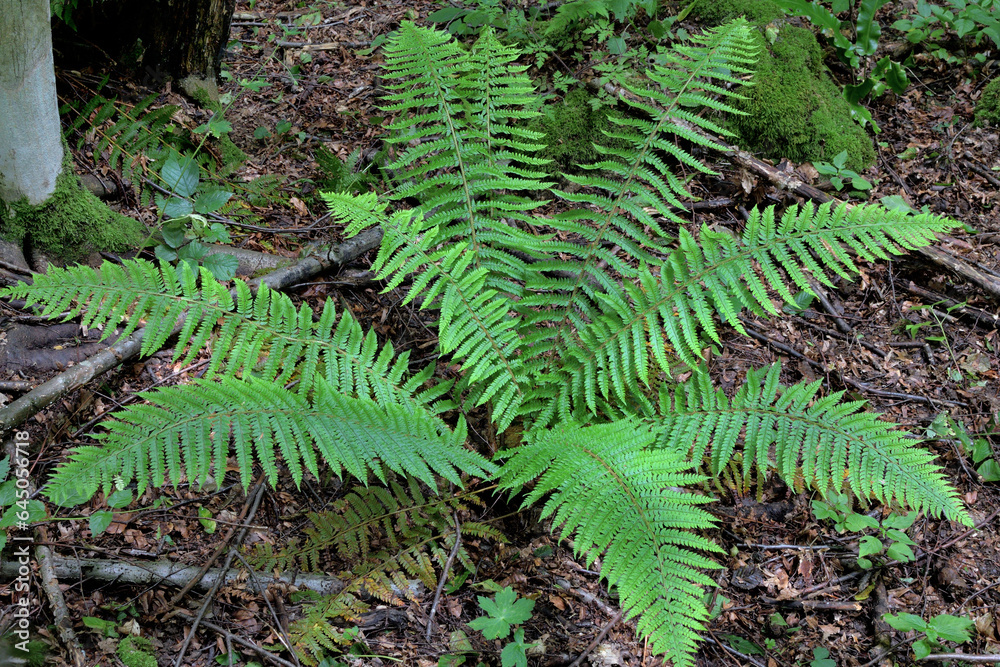 FERN PLANTS IN THE WOODS FERN PLANTS IN THE WOODS