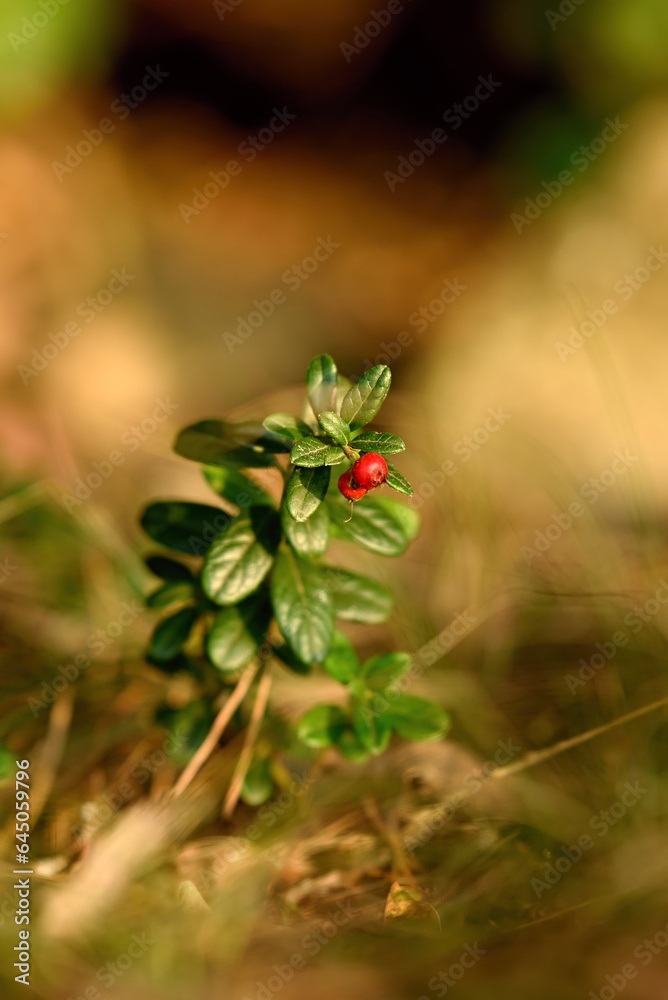 Fototapeta premium Cranberry in the forest