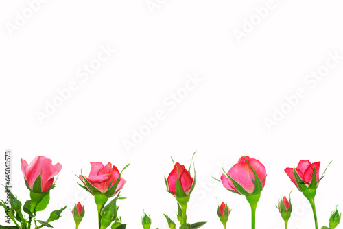 Five roses on a white background. floral background