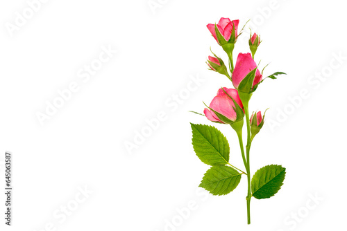 Five roses on a white background. floral background
