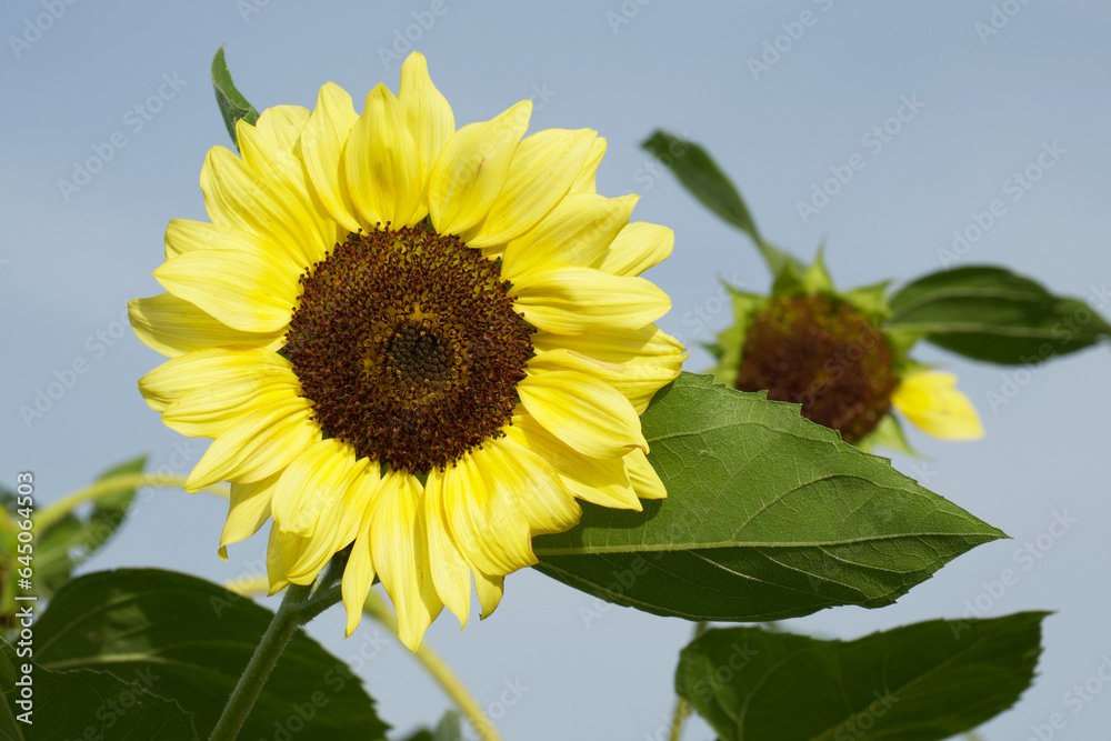 Obraz premium sunflower in the agricultural field close-up