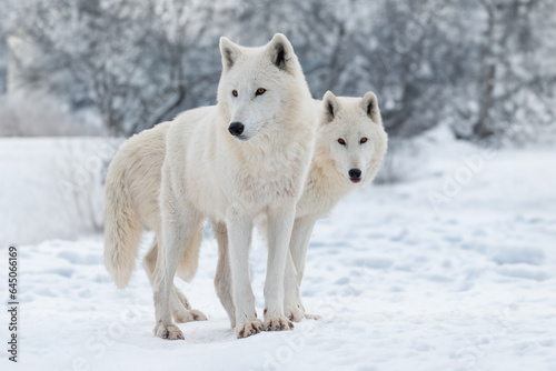 polar wolves in the forest in winter © fotomaster
