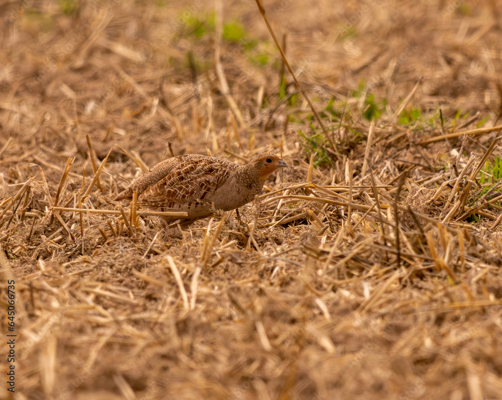 perdrix grise marchant dans une plaine en fin d'après midi perdrix grise marchant dans une plaine en fin d'après midi