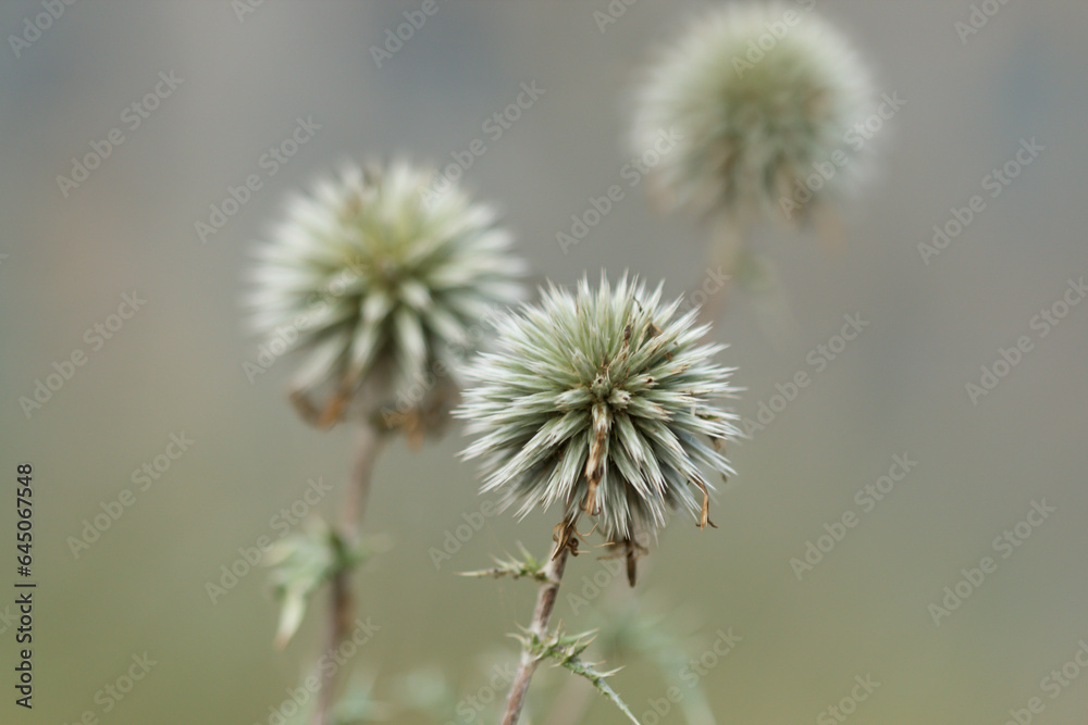 Tres cardos Echinops sphaerocephalus con bokeh pronunciado