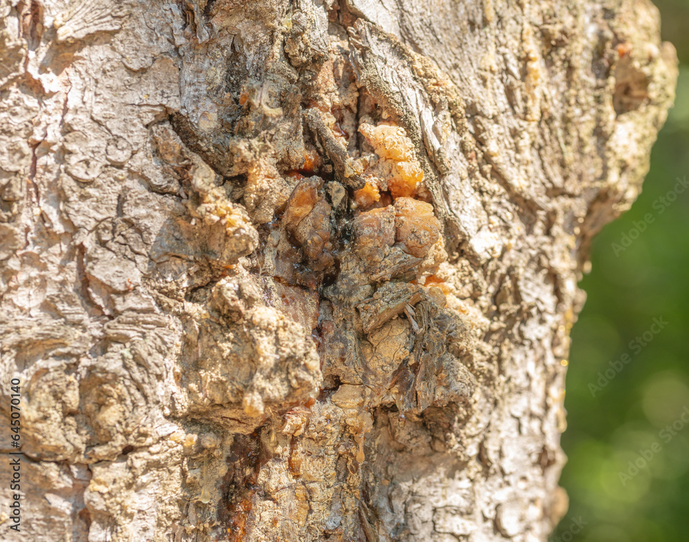 Obraz premium close up of sap on a tree bark