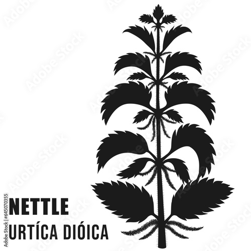 NETTLE URTÍCA DIÓICA black silhouette on white background vector illustration