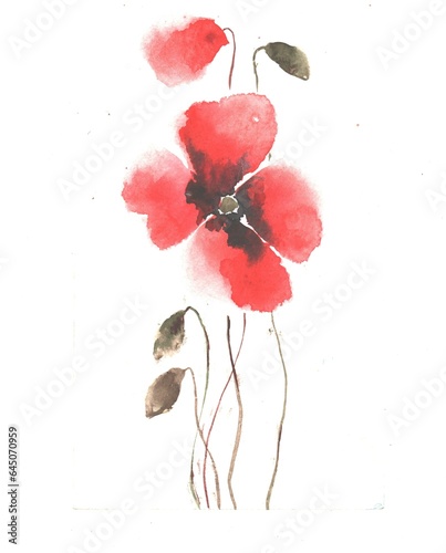 watercolor illustration of poppy flower