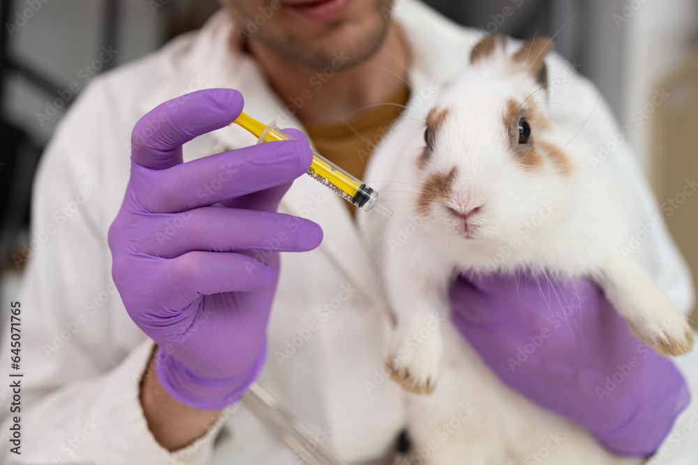 Vet giving rabbit medications with pipette, antibiotics or anthelmintic