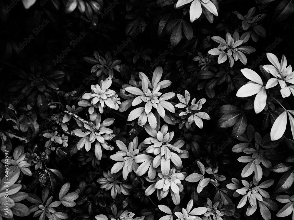 black and white foliage black and white foliage