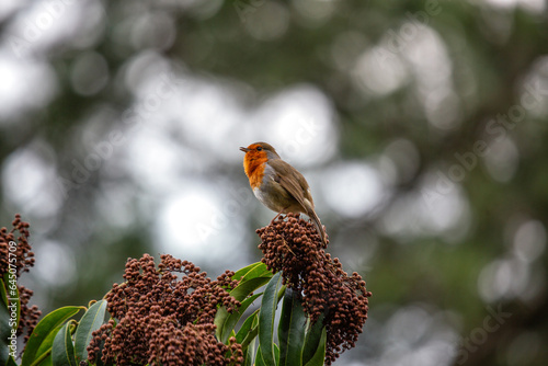 Wall Mural Robin Red Breast - Dublin's Red-Breasted Beauty (Erithacus rubecula)
