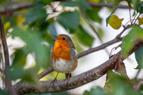 Robin Red Breast - Dublin's Red-Breasted Beauty (Erithacus rubecula)