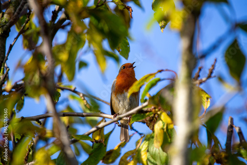 Photography Robin Red Breast - Dublin's Red-Breasted Beauty (Erithacus rubecula)