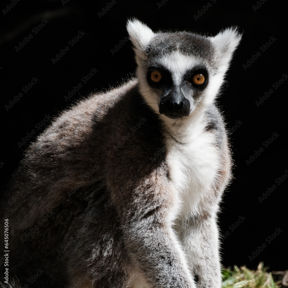 lemur on a tree lemur on a tree