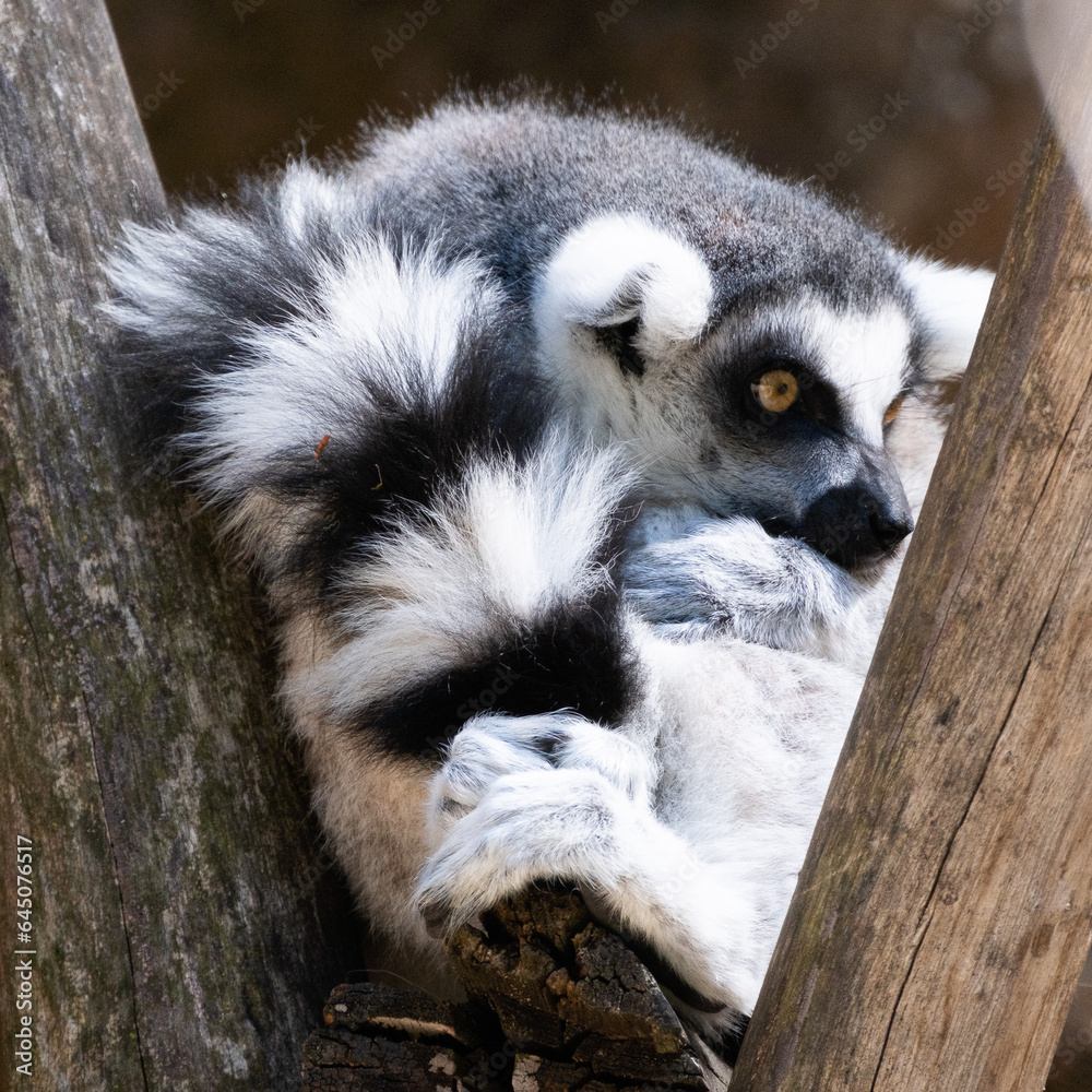 Fototapeta premium lemur on a tree