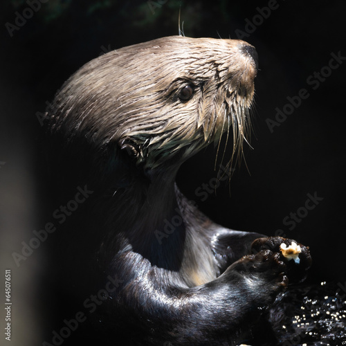 close up of an otter