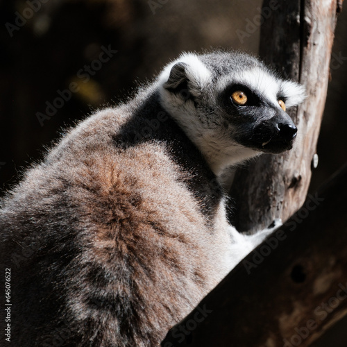 lemur on a tree