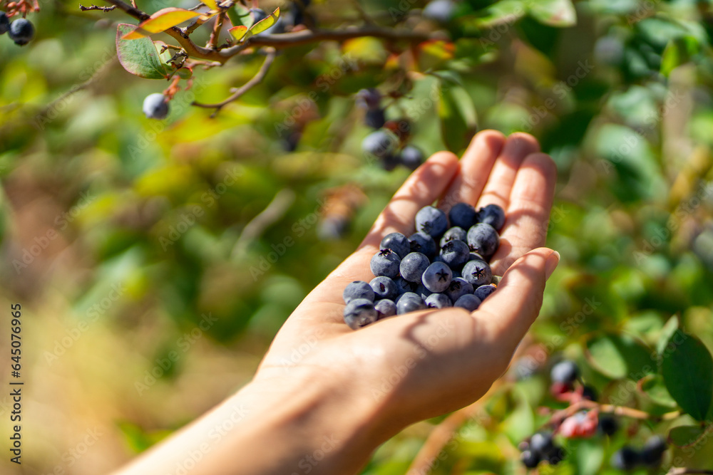 Fresh raw blueberry picking from the blueberry tree. Woman holding blueberries in the hand close up Fresh raw blueberry picking from the blueberry tree. Woman holding blueberries in the hand close up