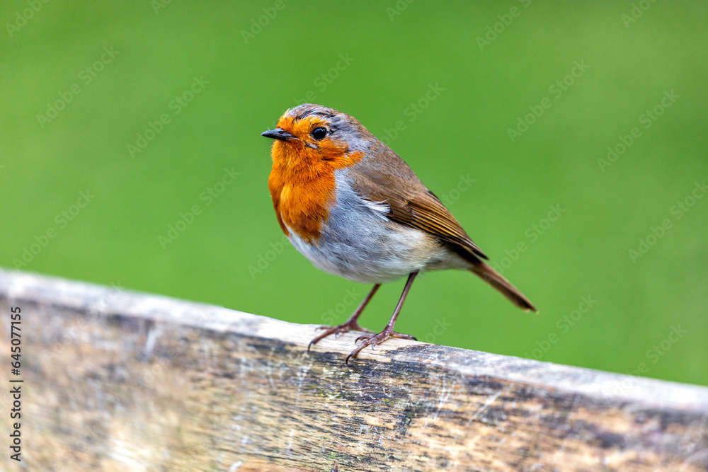 Robin Red Breast - Dublin's Red-Breasted Beauty (Erithacus rubecula) Robin Red Breast - Dublin's Red-Breasted Beauty (Erithacus rubecula)