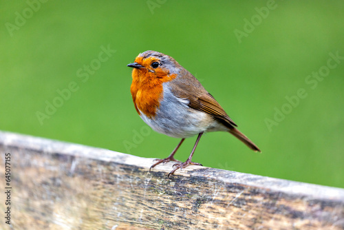 Robin Red Breast - Dublin's Red-Breasted Beauty (Erithacus rubecula)