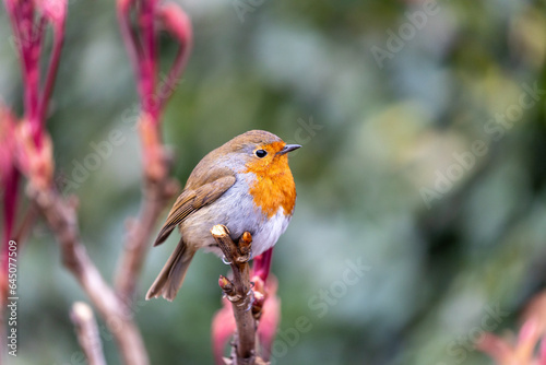 Photography Robin Red Breast - Dublin's Red-Breasted Beauty (Erithacus rubecula)
