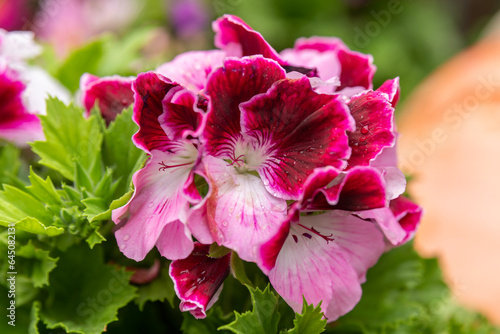 The beautiful pink and white flowers of the Regal pelargonium common names Martha Washington or French Geranium. 