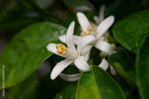 Close up of lemon blossoms with raindrops after a rain on a green background.
