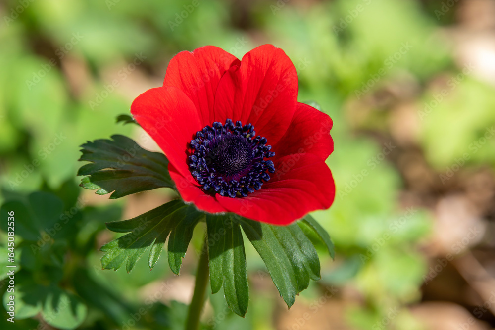 Beautiful wild red Anemones growing in wooded areas and open meadows in Israel
Beautiful wild red Anemones growing in wooded areas and open meadows in Israel