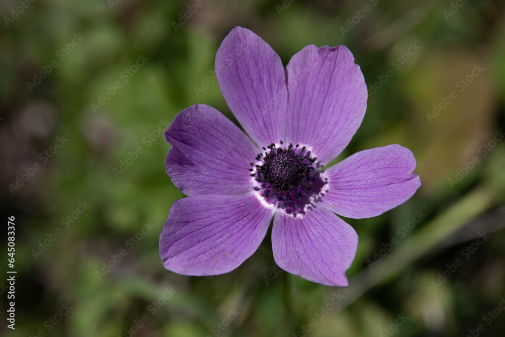 Beautiful wild purple Anemones growing in wooded areas and open meadows in Israel
Beautiful wild purple Anemones growing in wooded areas and open meadows in Israel