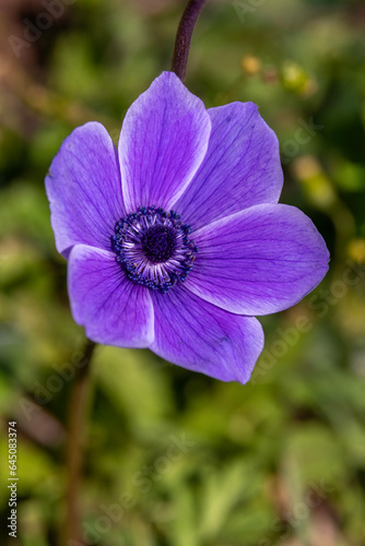 Beautiful wild purple Anemones growing in wooded areas and open meadows in Israel
