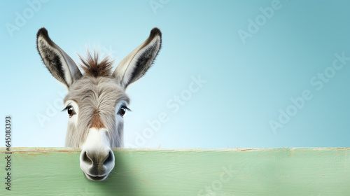 text space for advertising with funny part as portrait of a donkey peeking over a colored panal