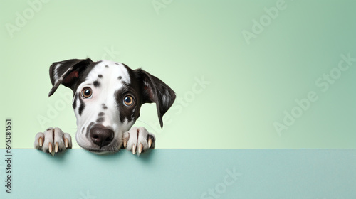 text space for advertising with funny part as portrait of a dog peeking over a colored panal