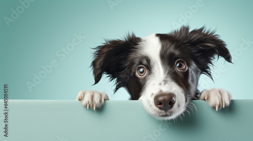 text space for advertising with funny part as portrait of a colli dog peeking over a colored panal © bmf-foto.de