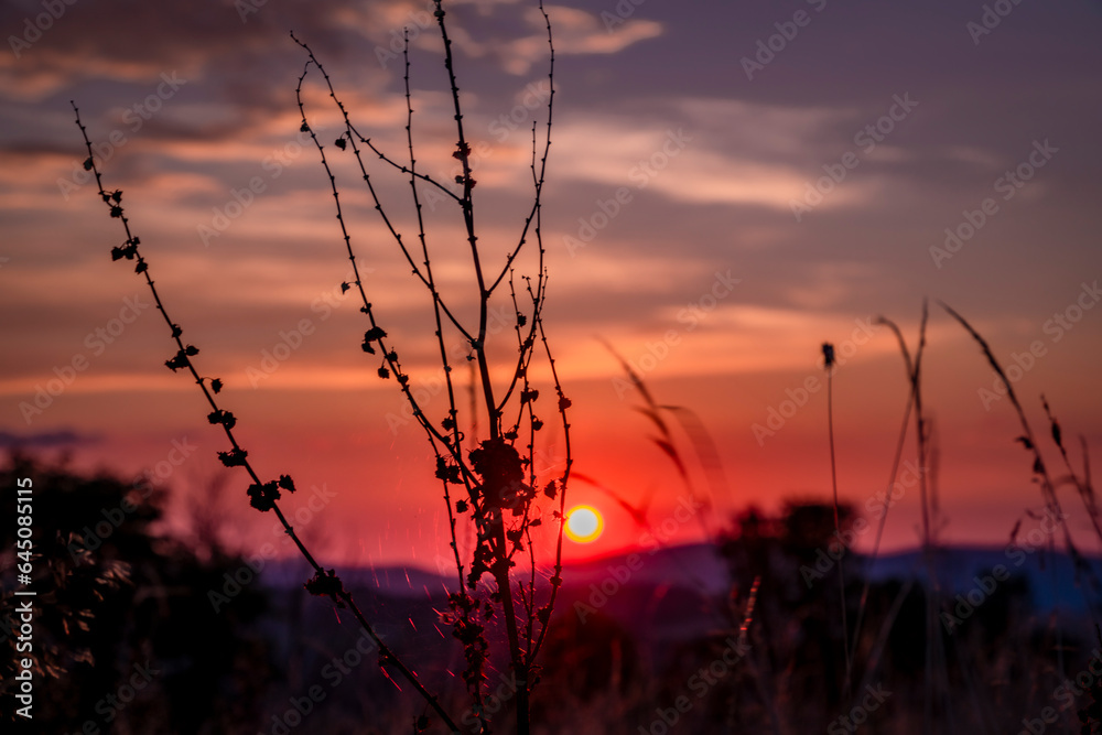 Obraz premium Color dark hot meadow with sunset color view of summer sun