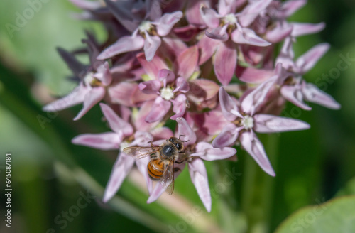 Bee Gathering Pollen on Pale Pink Showy Milkweed Flowers photo