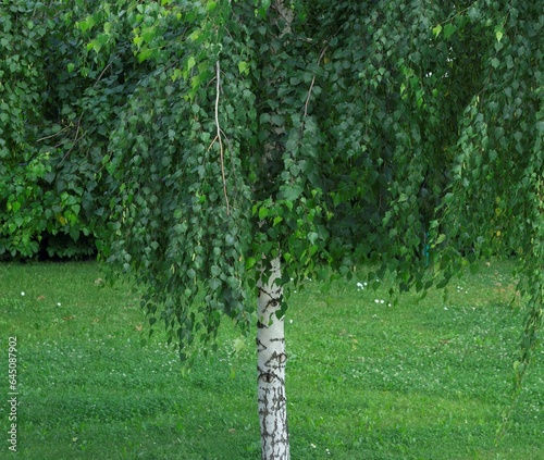 Fototapeta Naklejka Na Ścianę i Meble -  A tall branching birch with white bark and green leaves