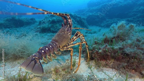 Mediterranean Sea lobster walking over the seabed 