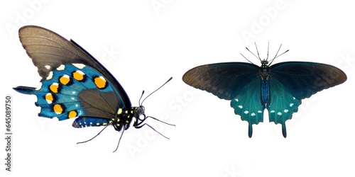 Papier peint pipevine pipe vine or blue swallowtail butterfly - Battus philenor - black with