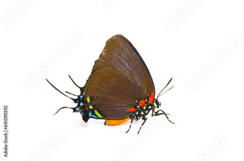 Fotografi great purple hairstreak - Atlides halesus -  or great blue hairstreak, is a common gossamer winged butterfly species in parts of the United States