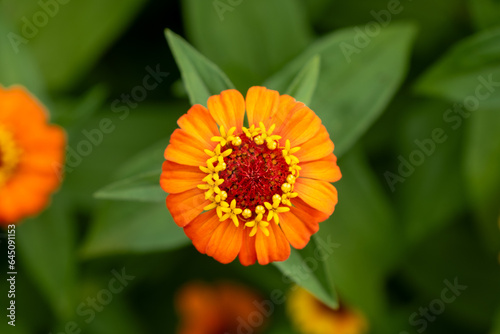 Vertical Orange Zinnia