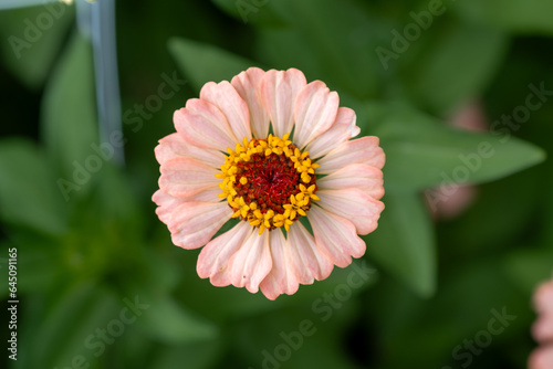 Zinnia