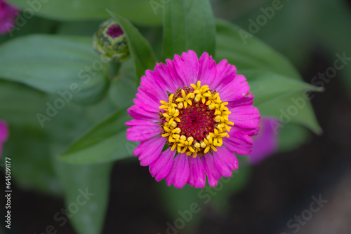 Vertical Pink Zinnia