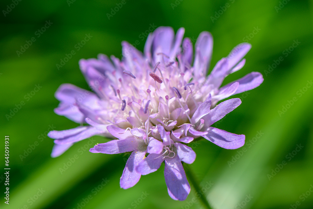 purple flower on green background 2 purple flower on green background 2