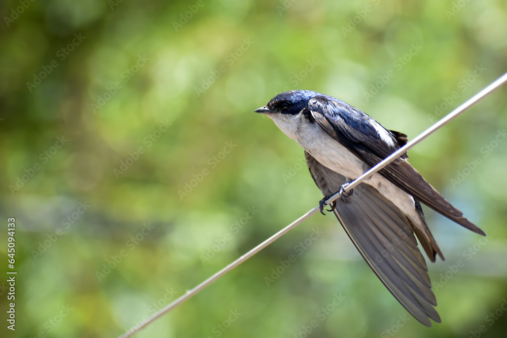 Obraz premium Golondrina Chilena