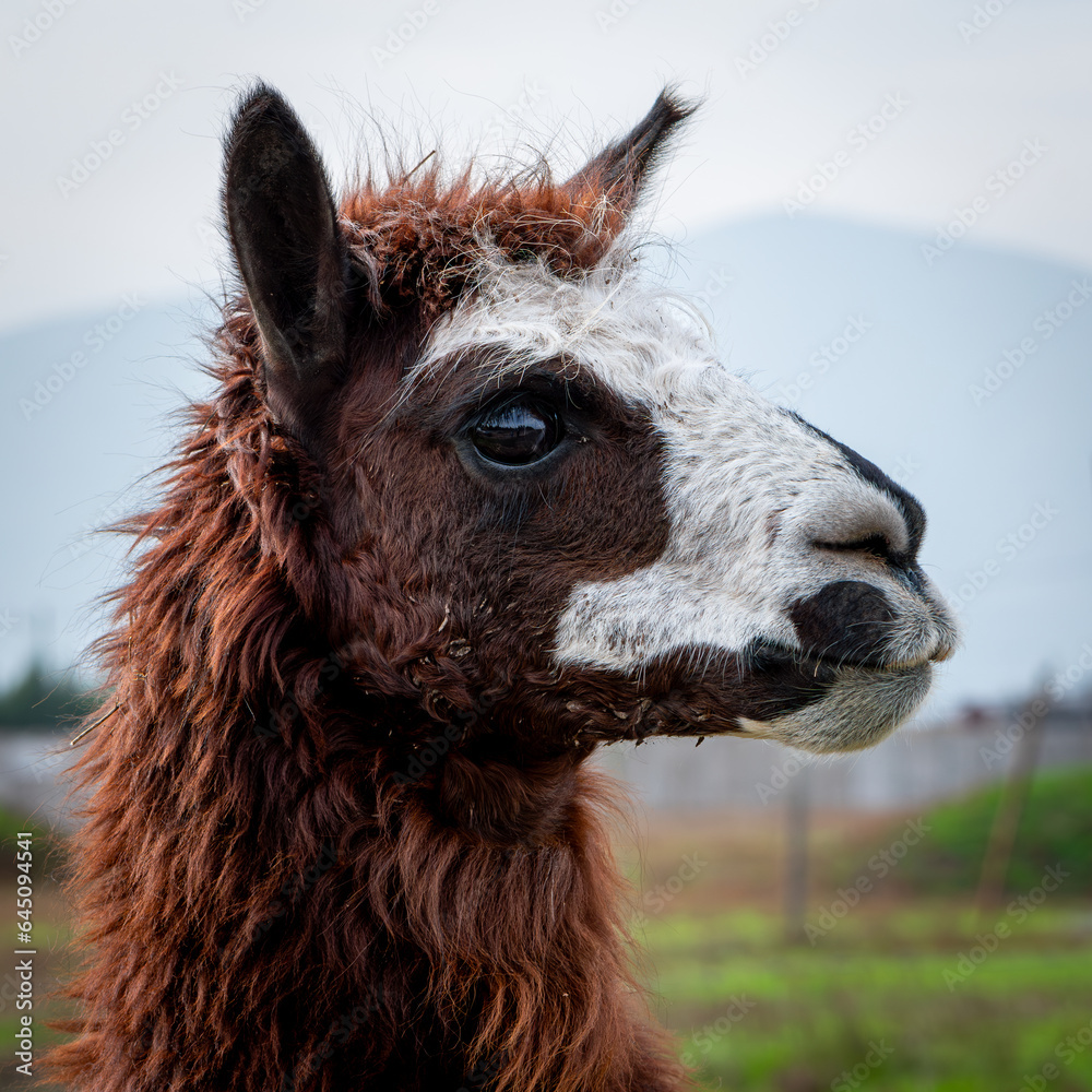 Obraz premium Llama al horizonte