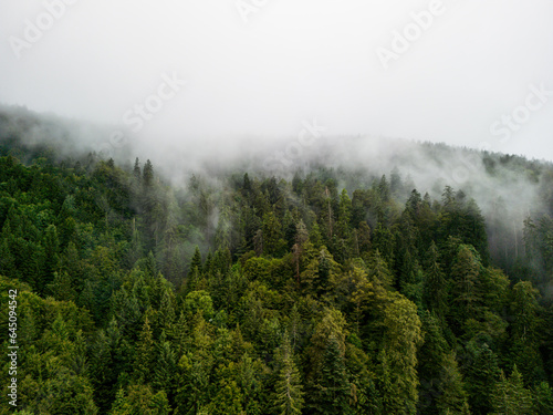 pine forest in mountains covered with fog after rain  green forest  summer  drone flight
