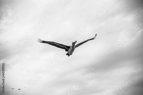 Black and white bird in flight
